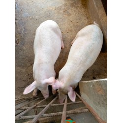 Cochons 