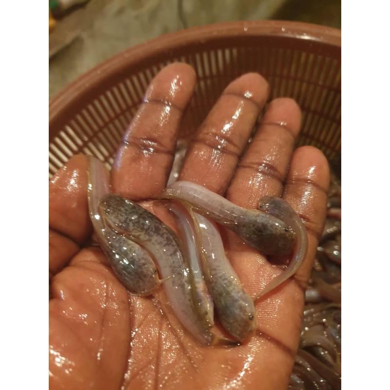 Poissons frais 